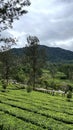 a tea garden in the Puncak Raya area of Ã¢â¬â¹Ã¢â¬â¹Bogor Royalty Free Stock Photo